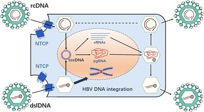 The role of the hepatitis B virus genome and its integration in the hepatocellular carcinoma